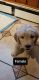 Labradoodle Puppies for sale in Warwick, NY 10990, USA. price: NA