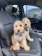 Labradoodle Puppies for sale in Fayetteville, NC, USA. price: $1,000