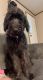 Labradoodle Puppies for sale in Marietta, SC 29661, USA. price: NA