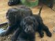 Labradoodle Puppies for sale in Atwater, CA 95301, USA. price: $1,000