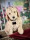 Labradoodle Puppies for sale in Modesto, CA, USA. price: NA
