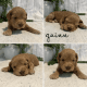 Labradoodle Puppies for sale in Daphne, AL, USA. price: NA