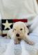 Labradoodle Puppies for sale in McKinney, TX, USA. price: NA
