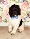 Labradoodle Puppies for sale in Winter Garden, FL 34787, USA. price: $1,000