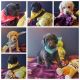 Labradoodle Puppies for sale in Gulfport, MS, USA. price: $700