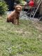 Labradoodle Puppies for sale in Lyman, SC, USA. price: NA