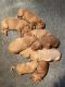 Labradoodle Puppies for sale in Sylva, NC 28779, USA. price: $1,500