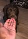 Labradoodle Puppies for sale in Jacksonville Beach, FL, USA. price: NA