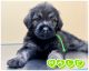 Labradoodle Puppies for sale in Burns, TN, USA. price: $1,000