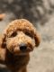 Labradoodle Puppies for sale in Everett, WA, USA. price: NA