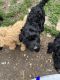 Labradoodle Puppies for sale in Dora, MO, USA. price: NA