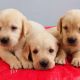 Labradoodle Puppies for sale in Sant Rajinder Aashram Marg, Virk Nagar, Virak Nagar, Panipat, Haryana 132106, India. price: 14000 INR