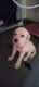 Labradoodle Puppies for sale in Sangareddy, Telangana, India. price: 15000 INR