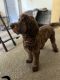 Labradoodle Puppies for sale in Charlotte, NC, USA. price: $1,600