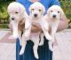 Labradoodle Puppies for sale in Edappal, Kerala, India. price: 3000 INR
