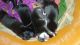 Labradoodle Puppies for sale in Sadashiva Nagar, Vijayapura, Karnataka 586102, India. price: 3000 INR