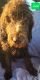 Labradoodle Puppies for sale in Athens, OH 45701, USA. price: NA