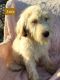 Labradoodle Puppies for sale in Athens, OH 45701, USA. price: $200