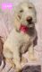 Labradoodle Puppies for sale in Athens, OH 45701, USA. price: $200
