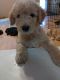 Labradoodle Puppies for sale in Chinook, MT 59523, USA. price: NA