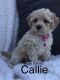 Labradoodle Puppies for sale in Baltic, OH 43804, USA. price: NA