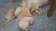 Labradoodle Puppies for sale in East Tambaram, Tambaram, Chennai, Tamil Nadu, India. price: 10000 INR