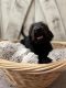 Labradoodle Puppies for sale in Maricopa, AZ 85138, USA. price: NA