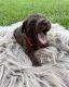 Labradoodle Puppies for sale in Omega, GA 31775, USA. price: NA
