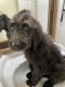Labradoodle Puppies for sale in San Antonio, TX, USA. price: NA