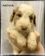 Labradoodle Puppies for sale in Abbeville, SC 29620, USA. price: $100,000