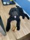 Labradoodle Puppies for sale in Nederland, TX, USA. price: NA