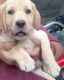 Labradoodle Puppies for sale in Chandigarh, India. price: 15000 INR