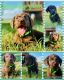 Labradoodle Puppies for sale in San Antonio, TX 78242, USA. price: NA