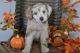 Labradoodle Puppies for sale in Nappanee, IN 46550, USA. price: NA