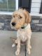 Labradoodle Puppies for sale in Clayton, NC 27520, USA. price: $500