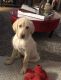 Labradoodle Puppies for sale in Fort Worth, TX, USA. price: $500