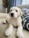 Labradoodle Puppies for sale in Fort Myers, FL, USA. price: NA