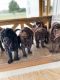 Labradoodle Puppies for sale in Fayetteville, TN 37334, USA. price: $1,200