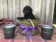 Labradoodle Puppies for sale in Paris, TN 38242, USA. price: $500