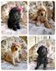 Labradoodle Puppies for sale in Highland, IN, USA. price: $800