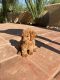 Labradoodle Puppies for sale in Mesa, AZ, USA. price: $150,000