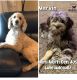 Labradoodle Puppies for sale in Fond Du Lac County, WI, USA. price: $2,000