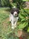 Labradoodle Puppies for sale in Somerset, KY, USA. price: $1,200