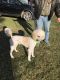 Labradoodle Puppies for sale in Meade County, KY, USA. price: $50