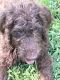 Labradoodle Puppies for sale in Cartersville, GA, USA. price: $750