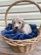 Labradoodle Puppies for sale in Dade City, FL, USA. price: $1,000