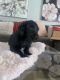 Labradoodle Puppies for sale in Davenport, FL, USA. price: NA