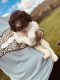 Labradoodle Puppies for sale in Wilmington, NC, USA. price: $1,800