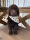 Labradoodle Puppies for sale in Fayetteville, TN 37334, USA. price: $1,200