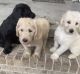 Labradoodle Puppies for sale in Carthage, NC, USA. price: $500